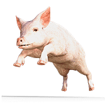 Image used under a Collective Commons License from: https://pixabay.com/en/pig-animal-sow-happy-pig-2147992/