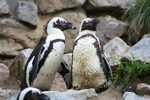 Image used under a Collective Commons License from https://www.needpix.com/photo/download/144589/penguins-zoo-birds-animals-waddle-black-white-free-pictures-free-photos