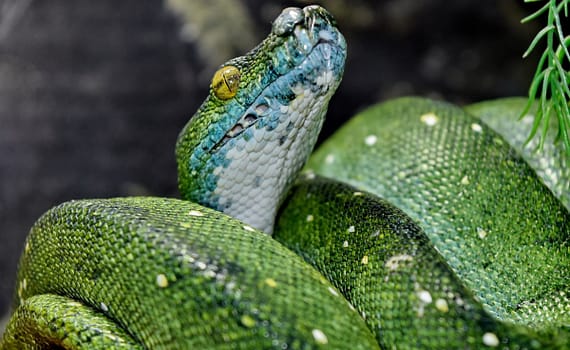 Snake Jokes Python Puns Viper Humor 2  PainfulPunscom