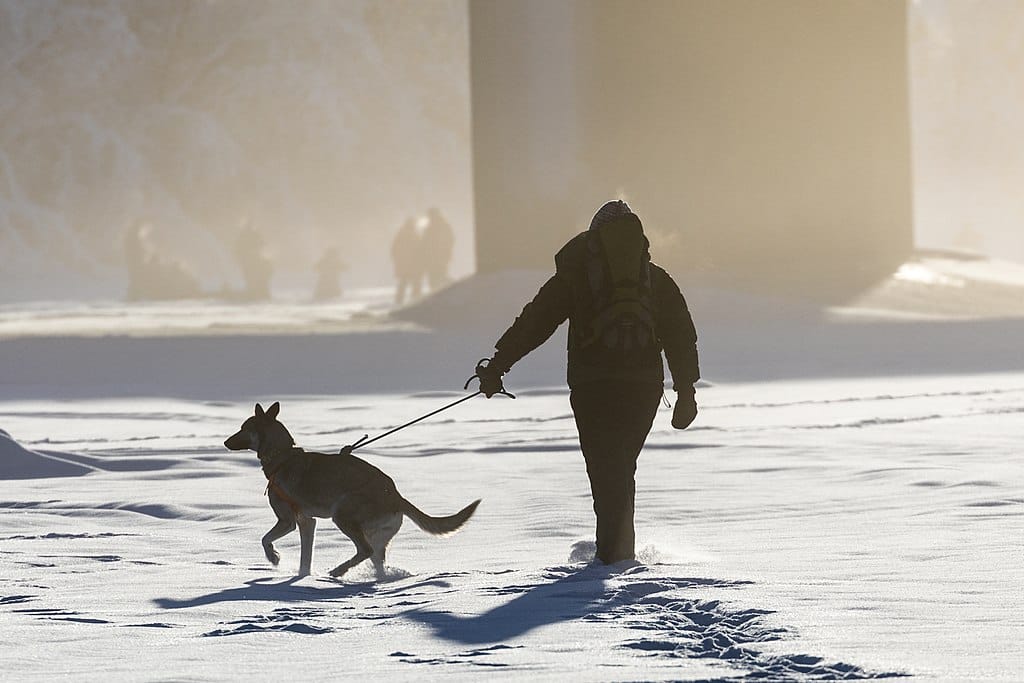 Image used under a Collective Commons License from: https://commons.wikimedia.org/wiki/File:Man_and_dog,_Alaska_(26723706338).jpg Image used under a Collective Commons License from https://commons.wikimedia.org/wiki/File:Man_and_dog,_Alaska_(26723706338).jpg
